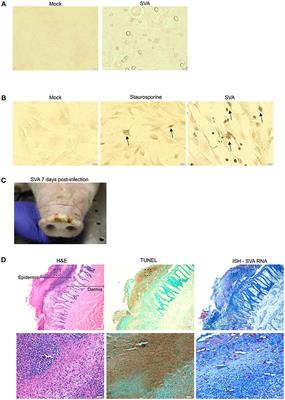 Senecavirus A 3C Protease Mediates Host Cell Apoptosis Late in Infection